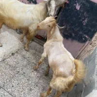 فروشی|حیوانات مزرعه|میناب, |دیوار