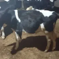 گوساله نر ۴عددهولشتاین