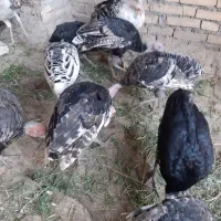 بوقلمون|حیوانات مزرعه|اندیمشک, |دیوار