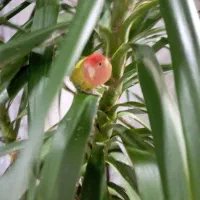 طوطی برزیلی زرنگ|پرنده|قدس, شهر‌قدس|دیوار