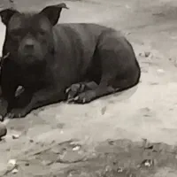 پیدا شده|سگ|چهاردانگه (تهران), |دیوار