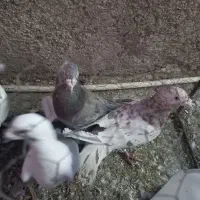 کبوترهفت رنگ سار سرور.پشتدار آلمانی|پرنده|پاکدشت, پاکدشت (مامازند)|دیوار