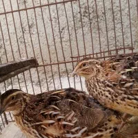 بلدرچین، جوجه