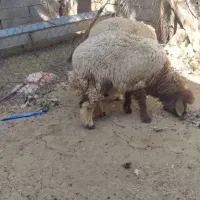 سه راس بره نر دو رگ درجه یک