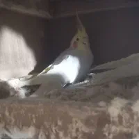 عروس هلندی|پرنده|سراوان, |دیوار