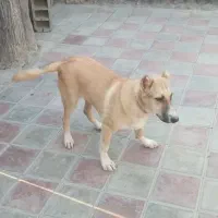 توله ۶ماهه|سگ|کاشان, دانشگاه|دیوار