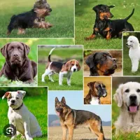 سگ رایگان را میپذیرم