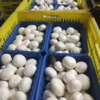 استخدام کارگر خانم قارچ چینی