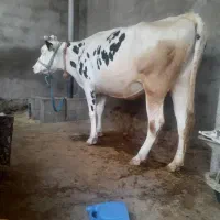 گاوه اسرائیلی اصل