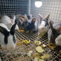 خرگوش|موش و خرگوش|میاندوآب, |دیوار