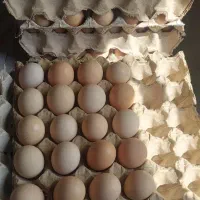 تخم مرغ محلی  ارگانیک  کت یومورتاسی|خوردنی و آشامیدنی|میانه, |دیوار