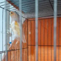 قناری نر موزاییکی|پرنده|قزوین, |دیوار