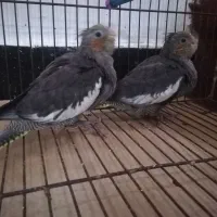 جوجه عروس هلندی نرمه خور