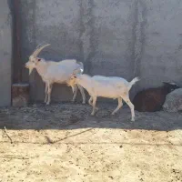 فروش نر بز سانن