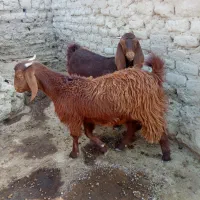 بز مری|حیوانات مزرعه|هامون, |دیوار