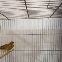 فروش قناری