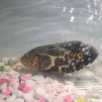 ماهی اسکار و پنکوسی