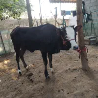 لیشه چالوسی