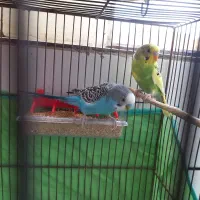 ۱جفت مرغ عشق مولد دستی