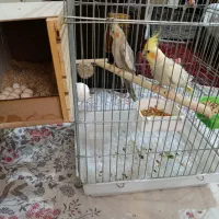 عروس هلندی نرو ماده شاه تخم 10عدد