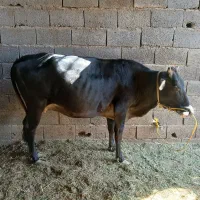 گاو و گوساله