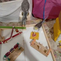 پارک بازی و وسایل جانبی پرنده