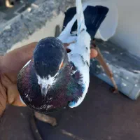 کفتر|پرنده|بندرعباس, |دیوار