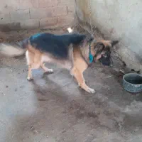 ژرمن  شپر نره  هست|سگ|رودبنه, |دیوار