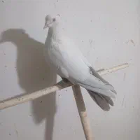 تکدم ماده سرکه‌ای