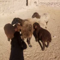 گوسفند زایده|حیوانات مزرعه|چناران, |دیوار