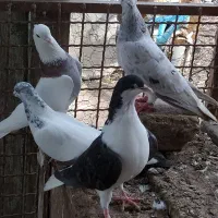 رنگی|پرنده|گنبد کاووس, |دیوار