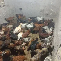 فروش جوجه مرغ وخروس ۵ماهه