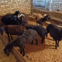 بره نر افشاری پای پروار