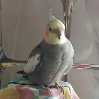 پرنده گمشده