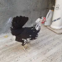 مرغوخروس گلین