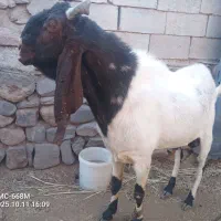 بزپاکستانی .بنگالی|حیوانات مزرعه|بیرجند, |دیوار