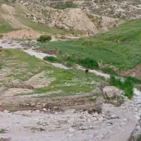 فروش و جمع اوری بادام تلخ یکجا بصورت قطحی