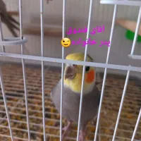 جفت عروس مولد سالم با دو تا جوجه ۳ماهه و ۲عدد قفس