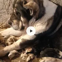 سگ ماده الابایی توله|سگ|دهق, |دیوار