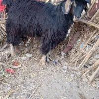 گوسفند پاچن