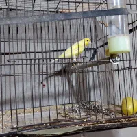 قناری|پرنده|ایذه, |دیوار