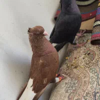 کبوتر طوقی و دم پاک سفید|پرنده|شاهین‌شهر, حافظ جنوبی|دیوار