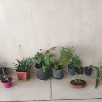 تعدادی گل طبیعی|گل و گیاه طبیعی|خرمدره, |دیوار