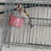 سهره کرمانشاهی نر بخون متولدقفس