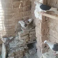 کفتر کبوتر کویتی یا پشت گراف