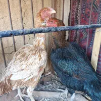 مرغ لاری اصل بخون|حیوانات مزرعه|زابل, |دیوار