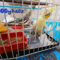عروس هلندی های سالم|پرنده|مشهد, گاز|دیوار