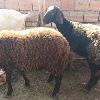 بز بزغاله دار و توقلی ماده|حیوانات مزرعه|سیمین شهر, |دیوار