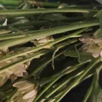 سریدار زن و شوهر