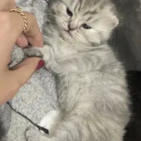 گربه بیریتیش